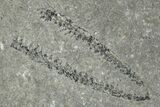 Ordovician Graptolite (Didymograptus) Pos/Neg -Fillmore Formation #271737-4